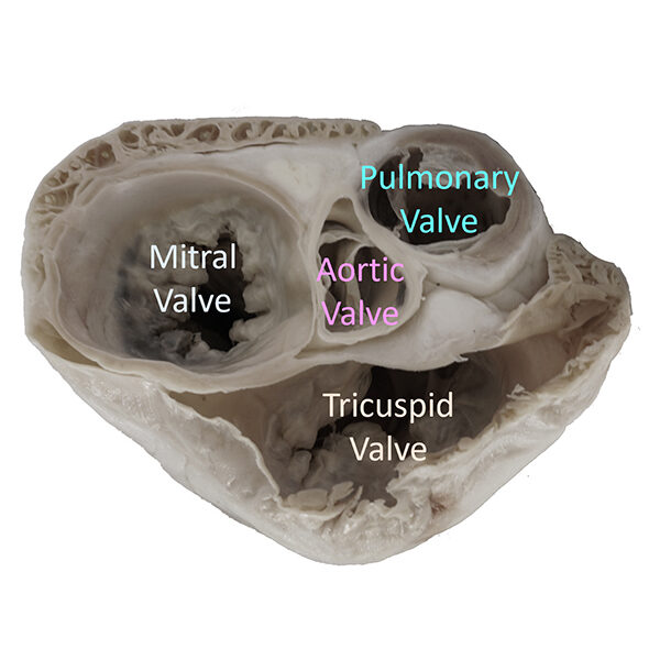 CV_Sm_4valve_label_web