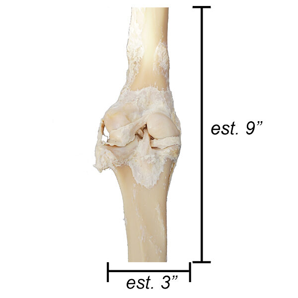 MSK_Sm_Knee2_web